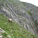 Ein Steinbock steht wenige Meter neben der Route und guckt misstrauisch.