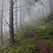 Mystischer Nebel beim Aufstieg im Wald.
