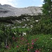 Dann tut sich ein Kleinod auf: Alpenrosen auf der "Almwiese" des Ciadin del Tae - welch herrlicher Platz nach der felsigen Einöde der letzten 90 Minuten !<br />Es gilt im folgenden, den ausgeprägt weitläufigen Sattel rechts (westlich) unterhalb des Tae zu erreichen.