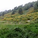Ginestre sopra l'Alpe di Corgella