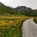 Die Blumenwiesen der Alp Flix sind legendär - leider ohne Sonne nicht ganz so strahlend. Am rechten Bildrand sieht man den kürzlichen Murgang, der hier heruntergekommen ist.