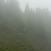 Der Nebel verschlingt uns auf dem Rückweg