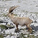 Dieser hübsche Kerl leistet mit bei der Gipfelpause Gesellschaft: er steht ein paar Meter seitlich neben dem Steig und hat keinerlei Scheu vor mir.