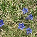 In Massen stehen sie auf den Wiesen - ein Labsal an Farbe nach dem Winter.