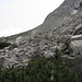 Mit diesem Foto möchte ich dem Taburlo noch ein wenig näher kommen: schon von weitem ist ein Steig zu erkennen, der oberhalb größerer Latschenfelder die Nordflanke des Monte Tae quert ....