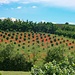 Piemont
