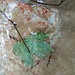 rot gefleckter Mergel steht hier an. Der ist besonders weich und schmierig, wie ich beim Drauftreten merkte