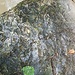 auffällige Hohlformen im Stein, z.T. an Muscheln erinnernd, ähnlich dem Grauen Stein im Ermatinger Wald, vgl. https://www.hikr.org/gallery/photo3920762.html?post_id=187056  - ist das auch Sandstein vom Rorschacher Berg?