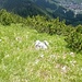 An diesen Steinen vorbei zu kommen, weist den richtigen Weg.