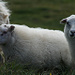 Island-Schafe – die fühlen sich wohl!