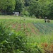 fruchtbares Land
