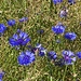 grosses Getreidefeld reicht bestückt mit  blauen Schönheiten