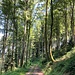 heute dominiert Wald