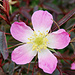 Eine Rose im Juragarten Weissenstein.