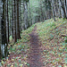 Im Wald zum Chänzeli, der Bärlauch riecht noch, ist aber durch mit seiner Blütezeit. 