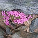 Moosblüte in etwa 3470m Höhe