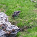 Man kommt hier nahe an Murmeltiere heran.