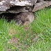 Ein Murmeltier duckt sich unter einem Felsen