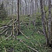 Hinein in den Wald. Man erkennt den Wildwechsel der es mir angetan hat. 