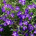 campanula portenschlagiana 04 07 2024 bioggio