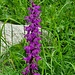 Orchidea (foto Pierre)