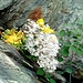 Fioriture (foto Pierre)