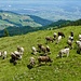 bereits sind wir auf dem Sessellift nach Wildhaus...