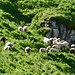 Schaffherden weiden auf dem Rücken des Hinterrugg...