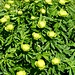 Trollblume