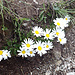 Alpenmargariten