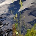 Am Ufer.