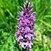 Die Alpenflora konnte sich sehen lassen