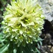 Von ihnen sah ich nur 2 Exemplare - Strauß-Glockenblume