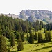Alp Laui mit Säntis im Hintergrund...