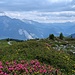 Alpenrosen!