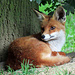 Ein Fuchs im Tierpark Lange Erlen.