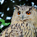 Eine Eule im Tierpark Lange Erlen.