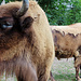 Wisente im Tierpark Lange Erlen.