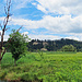 Blick in das Naturschutzgebiet Niederried Oltigenmatt.