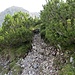 Dieses unbeschilderte Weglein knapp unterhalb der Pfeishütte gilt es zu erwischen.  Jetzt da wir es gefunden haben ist es auch nicht zu verfehlen.
