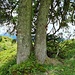 Routenbaum beim Rückweg