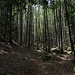 Dans la forêt d'Uochwald