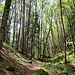 Dans la forêt d'Uochwald