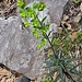 Diese Pflanze ist am unteren Ende des Bergsturzgeländes recht häufig zu beobachten. Den Blättern nach handet es sich entweder um die Esels-Wolfsmilch <i>(Euphorbia esula)</i> oder die Rutenförmige Wolfsmilch <i>(Euphorbia virgata)</i>. Beide werden im Alpenraum als zerstreut bis fehlend beschrieben.