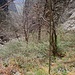 Blick talabwärts von der Stelle, wo die Steinmännchen aus dem Wäldchen in die Blockhalde des Bergsturzes hinaus leiten.