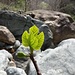 Dank der geringen Höhenlage treiben die Feigenbäume <i>(Ficus carica)</i> im Valle di Nibbio bereits Anfang April neu aus. Die Früchte erscheinen oft zeitgleich mit den ersten Blättern.