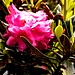Alpenrose