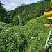 Qui a vu le sentier ?