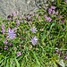 <b>Ai lati della strada vediamo pannelli didattici, cappelle, crocifissi, aree picnic, fontane e belle baite di legno. Abbiamo l’opportunità di immergerci in un ambiente di alta quota ricco di biodiversità e caratterizzato da una flora alpina pregevole e variegata. </b>