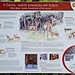 <b>Il Cervo, nobile presenza del bosco.</b>